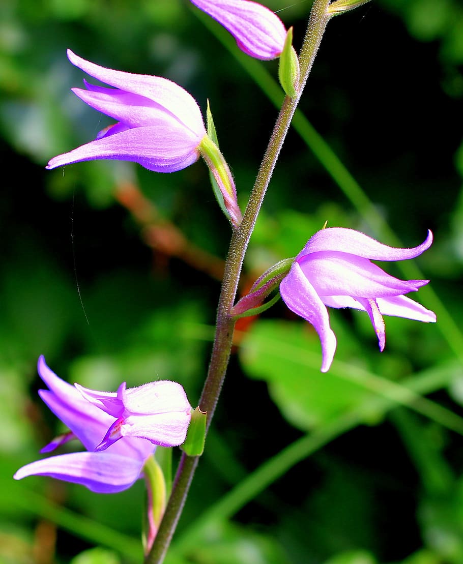 four, purple, flowers, tilt-shift photography, red waldvöglein, orchid, wild flower, pink, flowering plant, flower