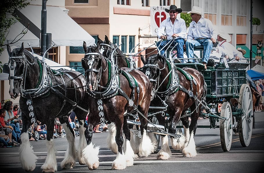 fourth of july, independence day, parade, prescott, arizona, cowboys, clydedales, america, domestic animals, domestic