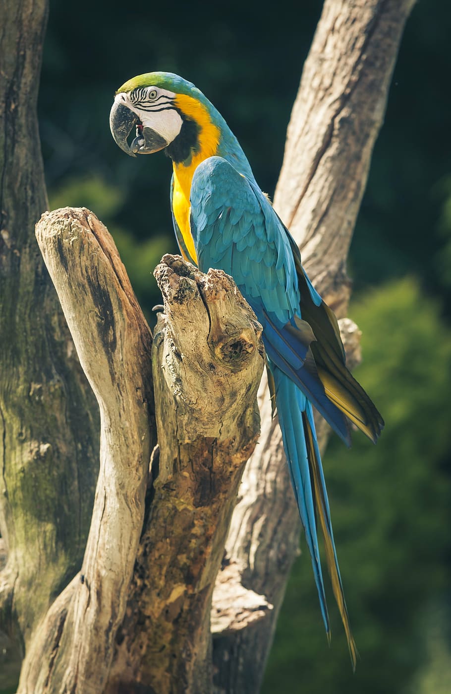 blue, gold macaw, brown, tree, ara, parrot, bird, colorful, ara ararauna, color