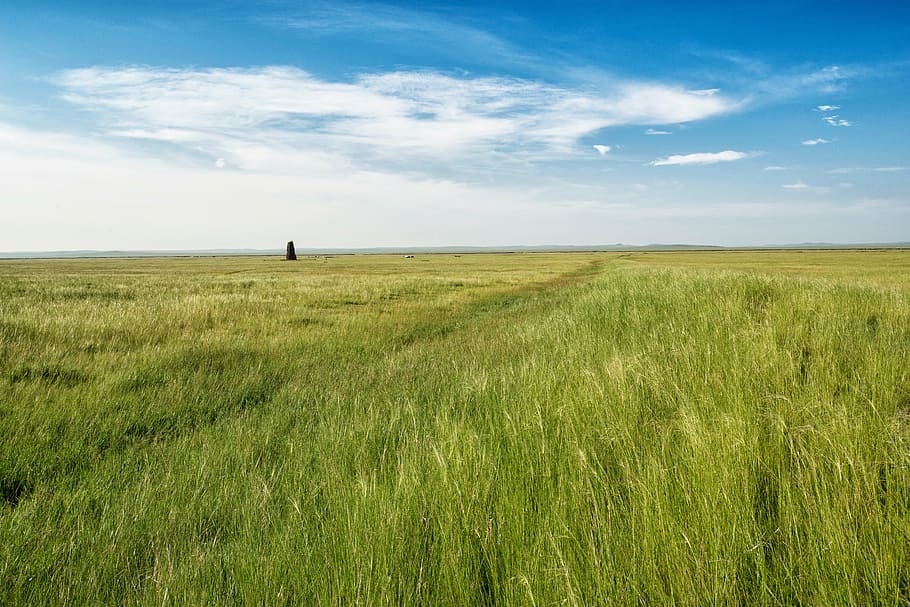 step, dollars non plains, help great bath ruins, meadow, horizon, july, mongolia, nature, rural Scene, agriculture