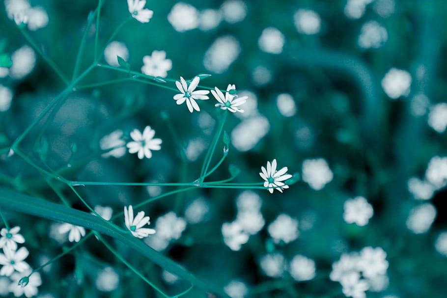 fotografía de lente de cambio de inclinación, blanco, flor de pétalos, pétalo, flor, primer plano, fotografía, flores, jardín, naturaleza