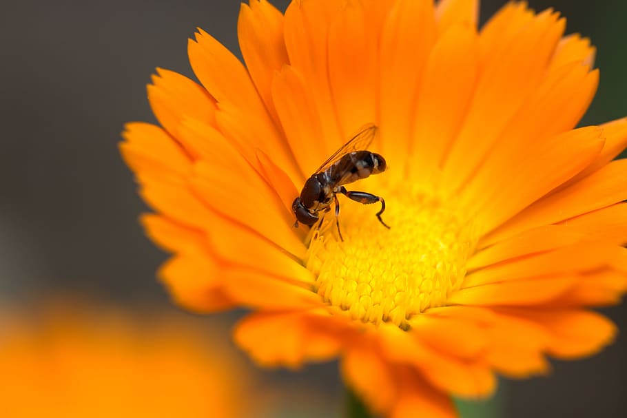 Bee, Flower, Calendula, Orange, Insecta, pollen, garden, petals, insect, petal