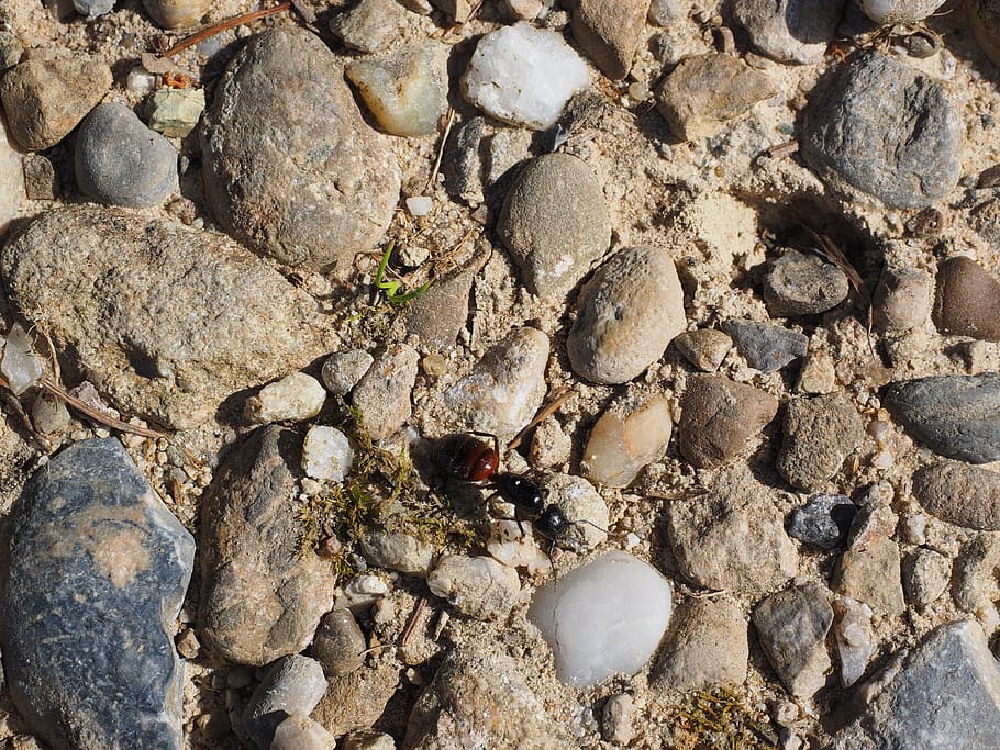 hormiga, hormiga ross, insecto, hormiga carpintera marrón y negra, camponotus ligniperda, camponotus ligniperdus, hormiga carpintera negra, herculeanus camponotus, especies de hormigas, camponotus