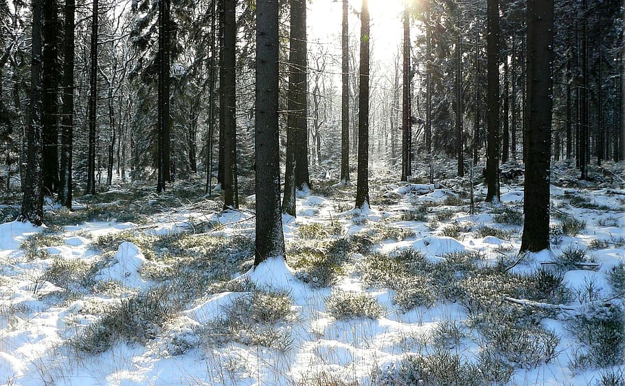 hutan pada siang hari, hutan musim dingin, pohon, salju, musim dingin, alam, sihir salju, mimpi musim dingin, pohon cemara, hutan pinus