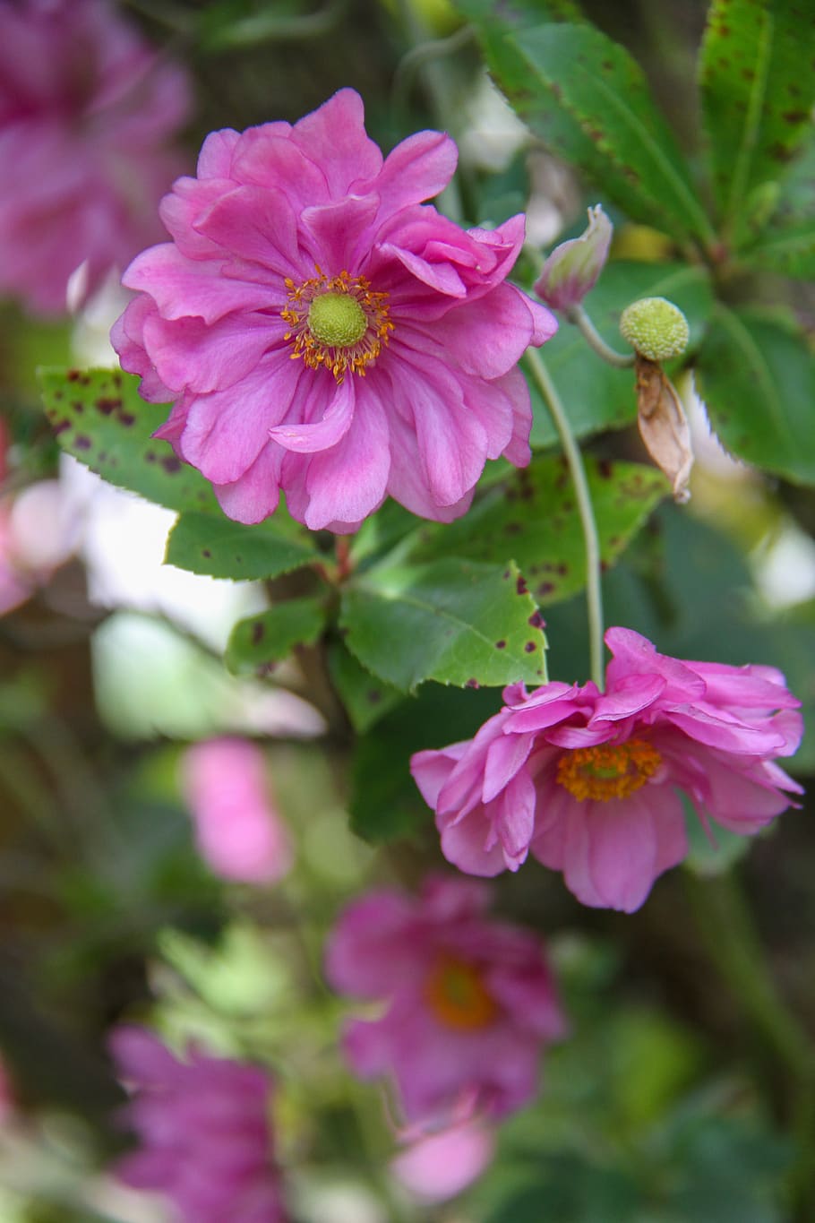 anémona, rosa, flor, naturaleza, jardín, otoño, planta floreciendo,  vulnerabilidad, fragilidad, planta | Pxfuel