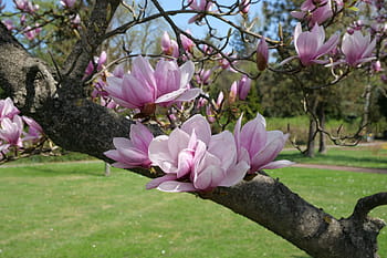 Fotos magnolia soulangiana libres de regalías | Pxfuel