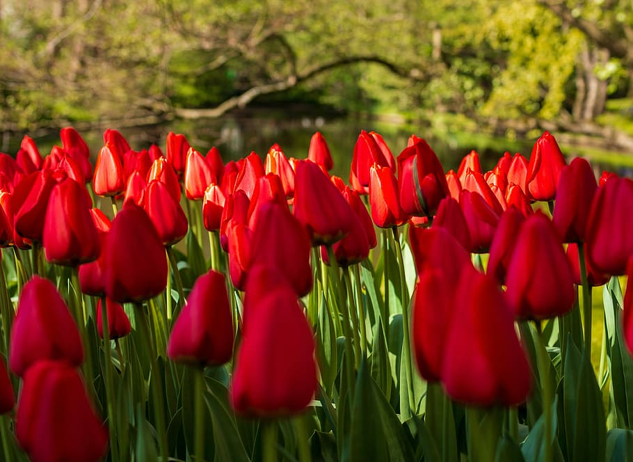 flower, tulips, garden, nature, environmental, plant, spring, flowers, vivid color, red