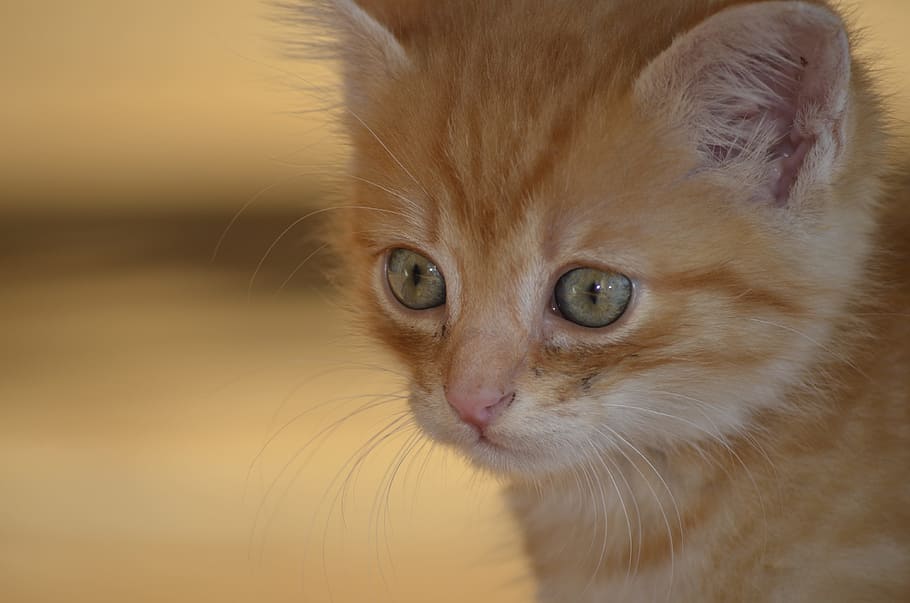 selective, focus photo, orange, tabby, Baby, Cat, Cat, Portrait, Kitten, baby cat, cat
