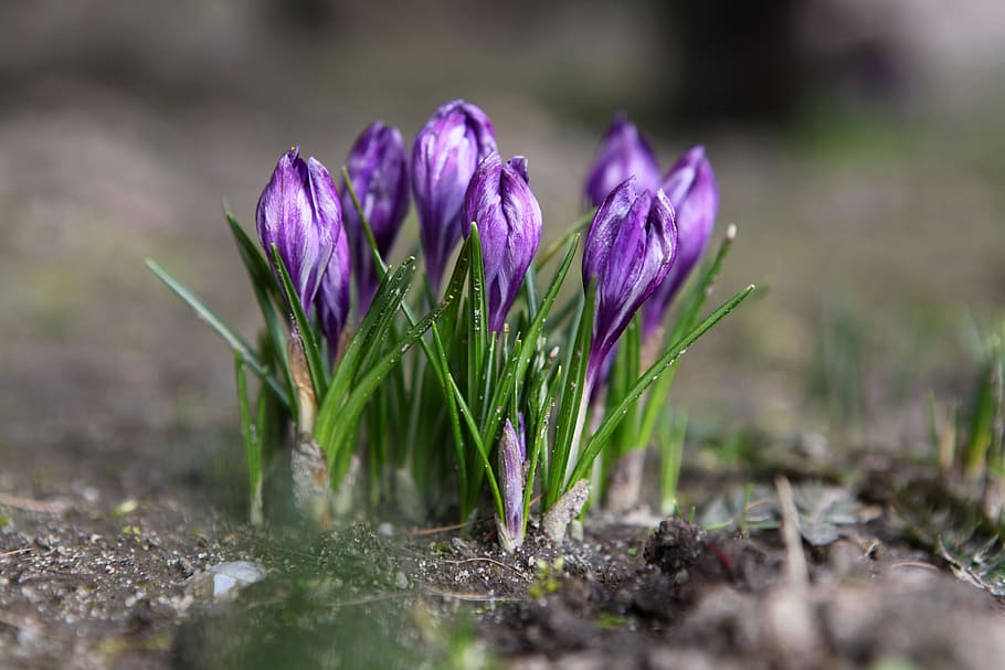 focus photography, purple, petaled flowers, nature, plant, flower, krokus, season, spring, blooming