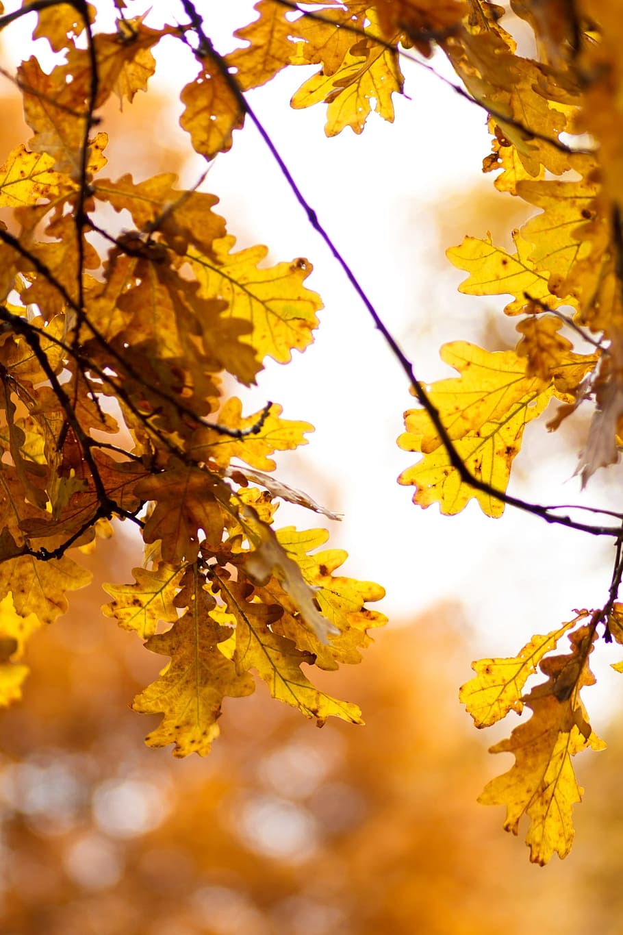 ek, musim gugur, kuning, daun ek, alam, selebaran, daun, pohon, hutan, lembaran menguning