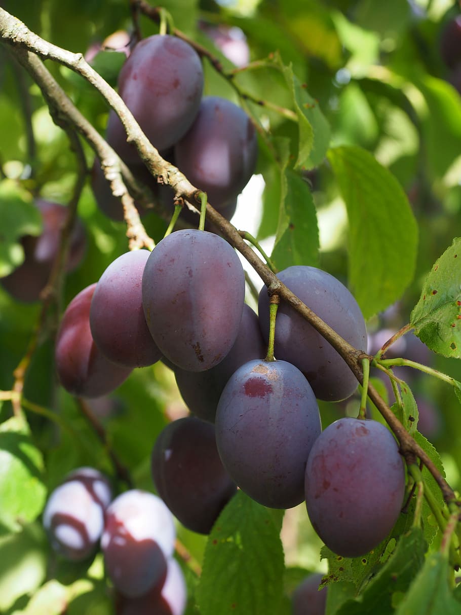Plums, Plum Tree, Fruit, Food, blue, healthy, violet, purple, real plum, prunus domestica