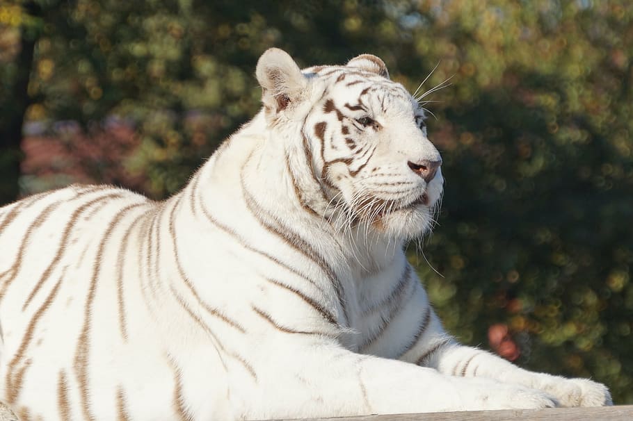 tigre blanco, blanco, tigre, gato, safari, Temas de animales, animal, fauna animal, felino, mamífero