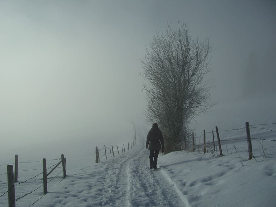 fog, wanderer, winter, snow, white, grey, snow lane, fence, away, snow tramp