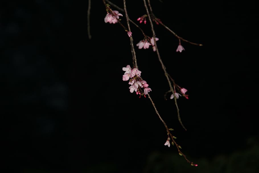 noche sakura, rosa, flor de cerezo, Planta, flor, planta floreciente, belleza en la naturaleza, fragilidad, frescura, rama