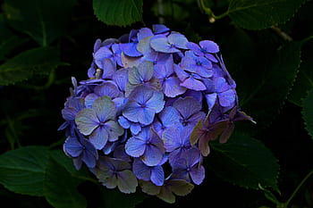 Royalty Free Blue Purple Hydrangea Flower Photos Free Download Pxfuel