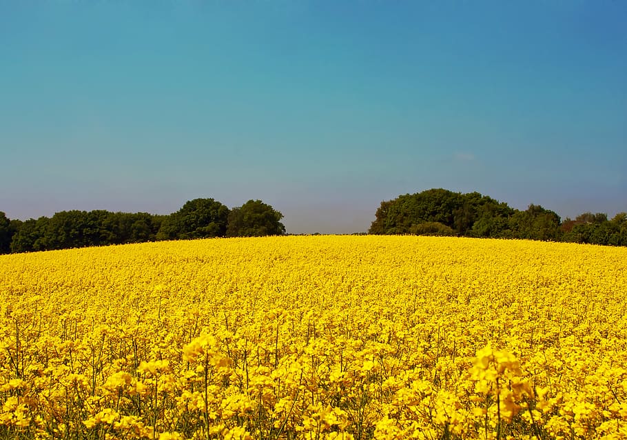 yellow, flower field, trees, taken, daytime, oilseed rape, field of rapeseeds, blossom, bloom, plant