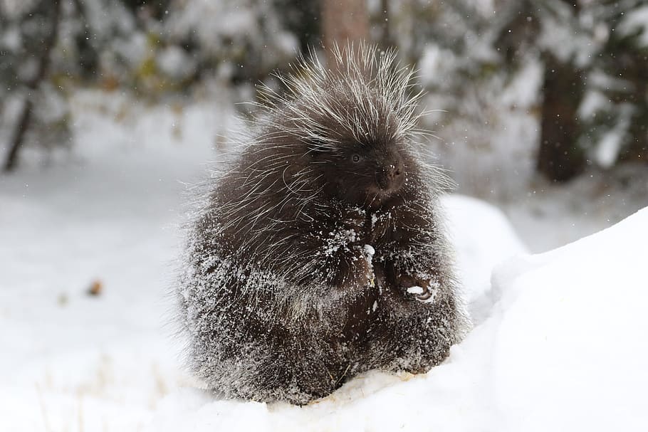 porcupine, mammal, animal, wildlife, bristle, prickly, wild, snow, cold temperature, animal themes