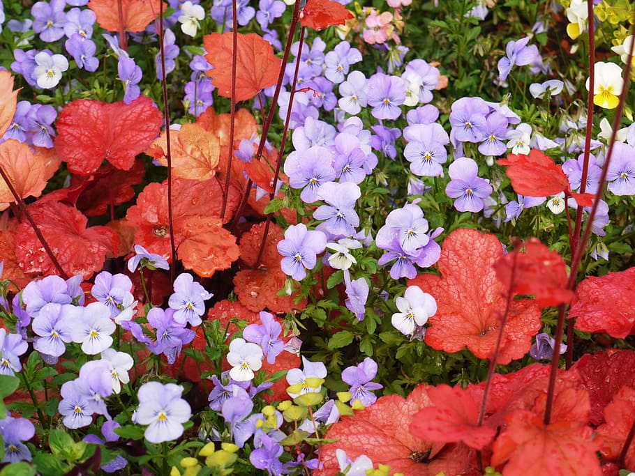 Pansy, Coral Bells, Decorative, Leaves, decorative leaves, red, colorful, farmland pansies, nature, hell