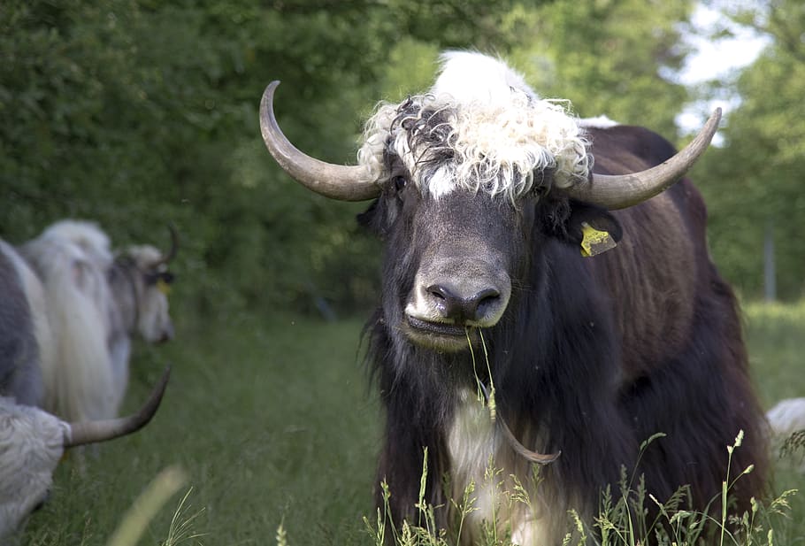 yak, beef, cattle, agriculture, switzerland, meadow, ruminant, livestock, horn, animal