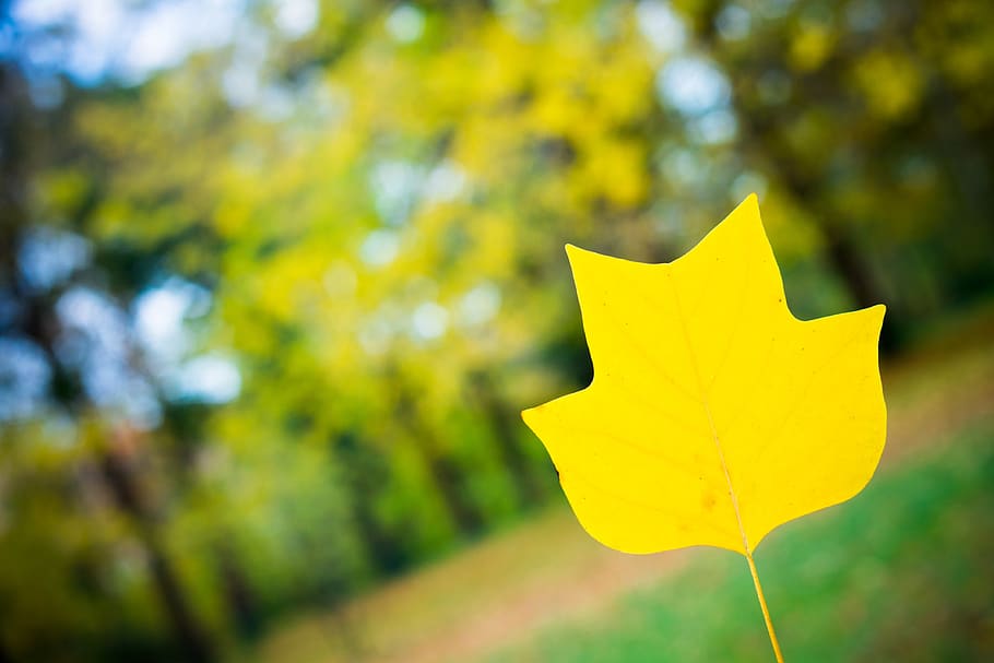 musim gugur, kayu, dedaunan, merah, kuning, musim, taman, menanam, fokus pada latar depan, pohon