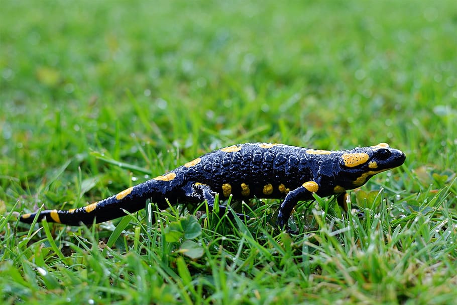 fire salamander, salamandra, amphibian, animal, nature, wildlife, salamander, reptile, animal wildlife, grass