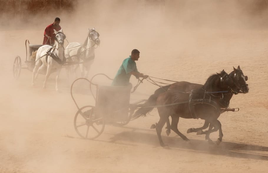 Chariot, Horse, Roman, Race, Reenactment, history, jordan, arab, arabic, middle