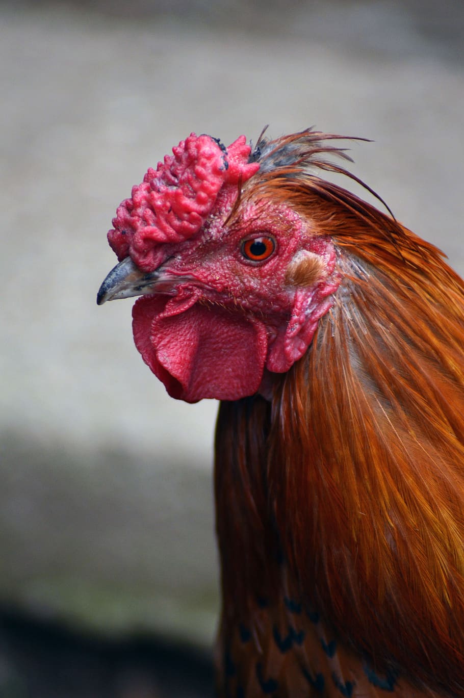 cock, poultry, farm, red, nature, eye, color, pen, livestock, bird