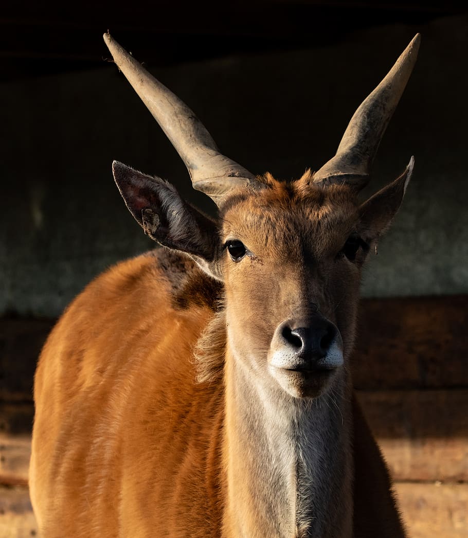 common eland, taurotragus oryx, antelope, eland, east africa, south africa, deer, savannah, safari, buck