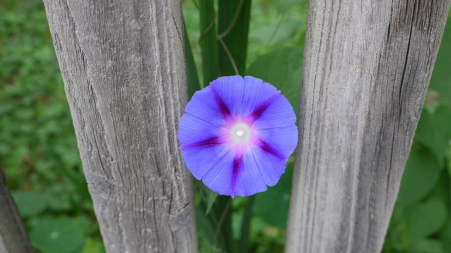 garden fence, flourished, violet, wood fence, flower, plant, flowering plant, freshness, close-up, fragility