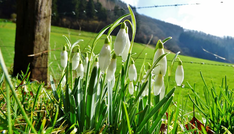Snowdrops, Alam, Musim Semi, Bunga, hijau, bunga putih, luxembourg, rumput, warna hijau, pertumbuhan