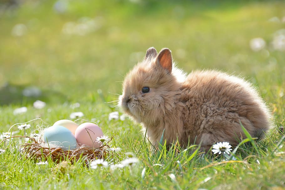 superficial, fotografía de enfoque, marrón, conejo, pascua, conejito de pascua, huevo, huevos de pascua, pascua feliz, primavera