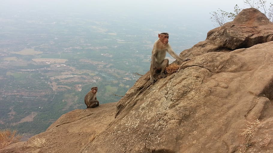 Monos, India, macaco rhesus, colina, vida silvestre, día, naturaleza, temas de animales, nadie, un animal