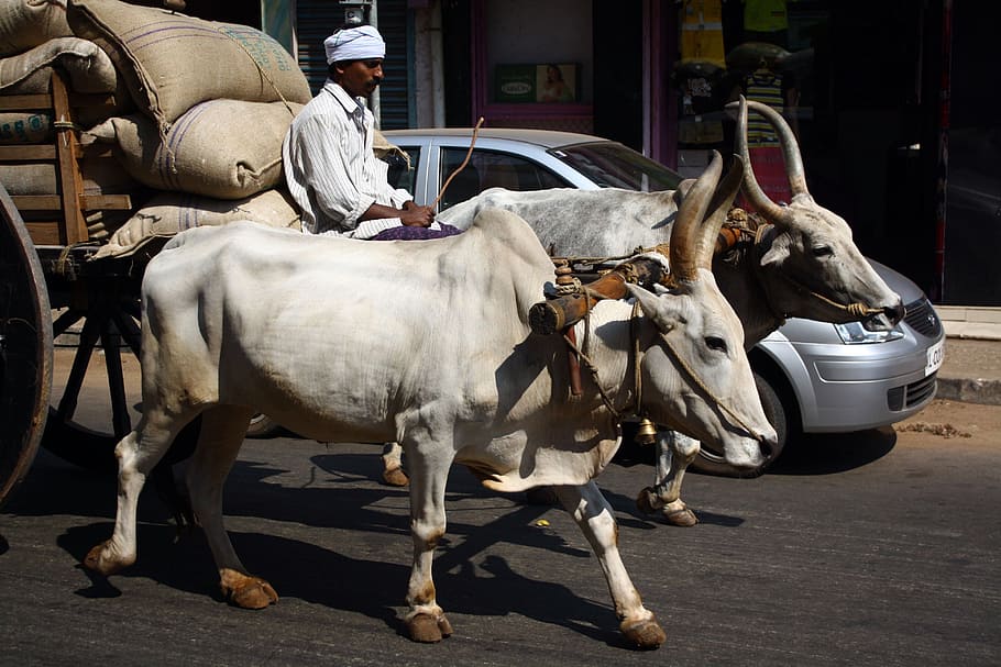 cow, indian transport, Cow, Indian, Transport, indian transport, traditional versus modern, vehicle, traffic, ancient, old school