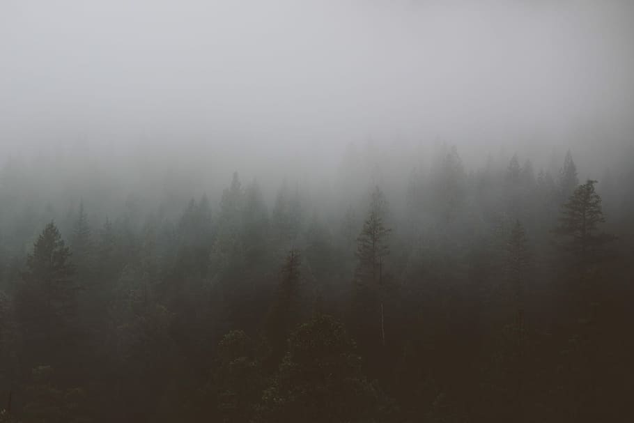 foggy, forest, day time, day, time, fog, nature, tree, mist, landscape