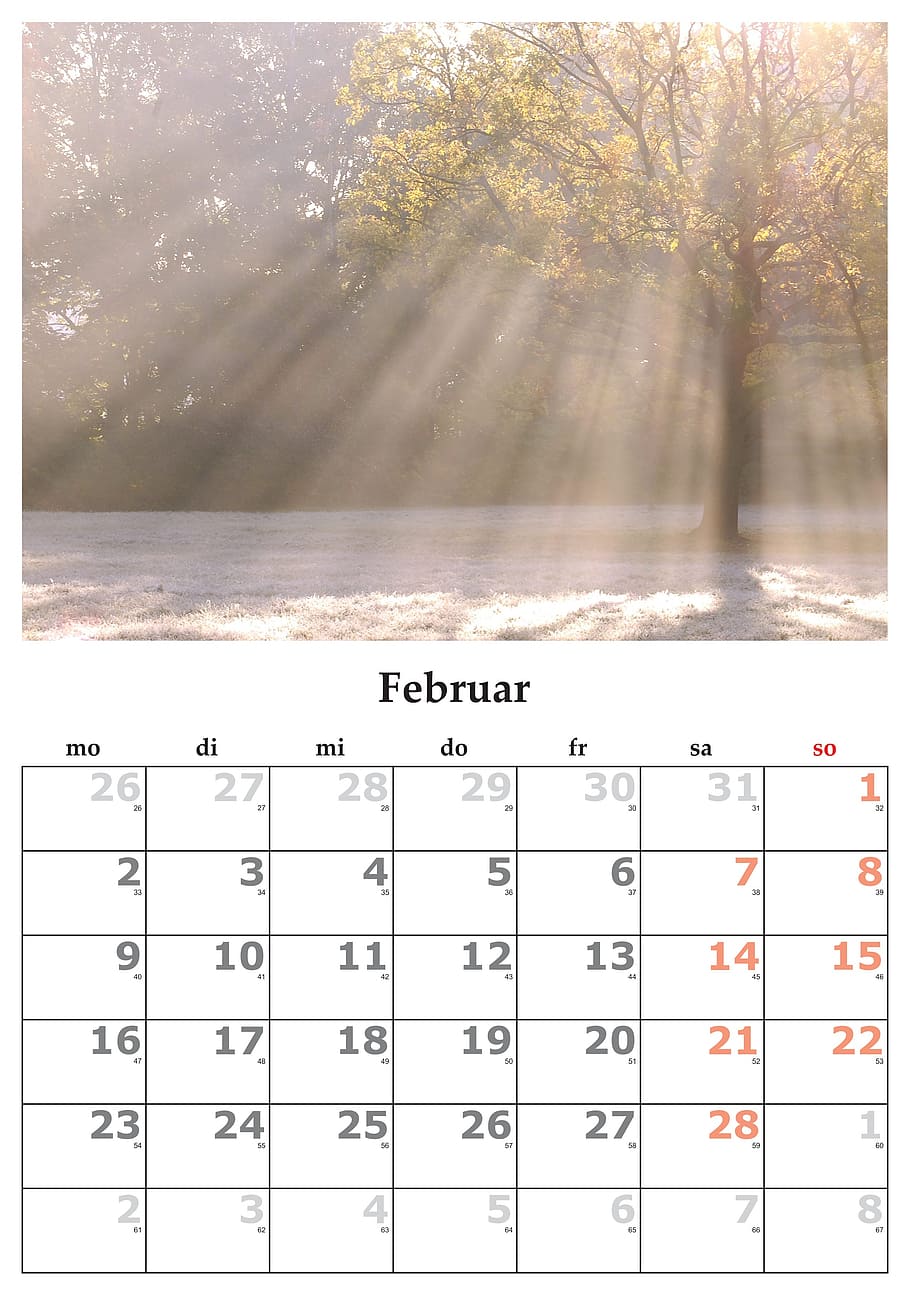 february calendar, calendar, month, february, february 2015, number, paper, tree, communication, text