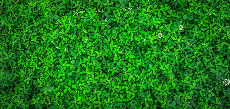 green, leaf plant, leaf, nature, spring, abstract, plants, herb, grass, gregarious