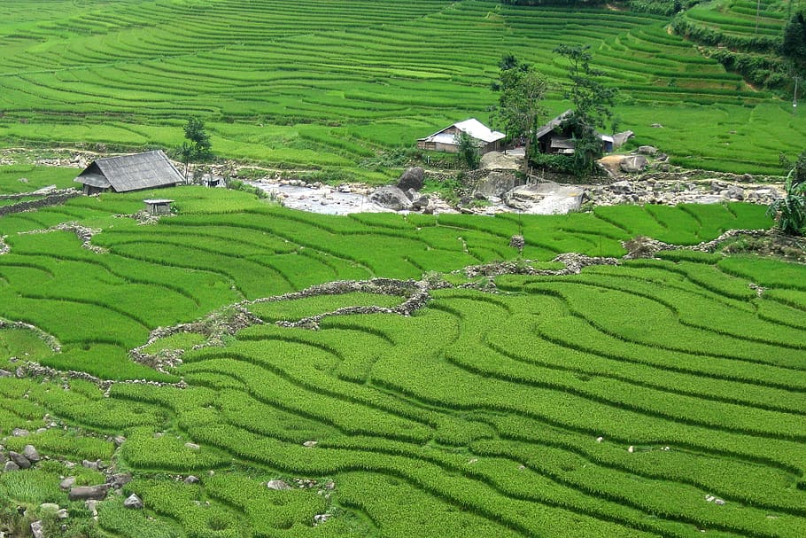 travel, vietnam, sapa, rice field, green, tour, green color, agriculture, landscape, field