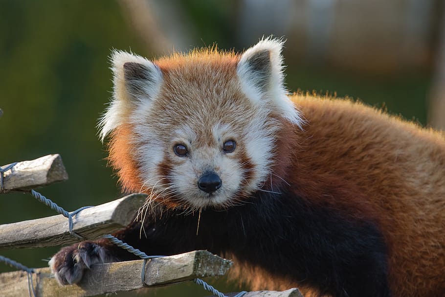long-coated brown animal, red panda, looking, face, animal, outdoors, lesser panda, red bear-cat, red cat-bear, arboreal