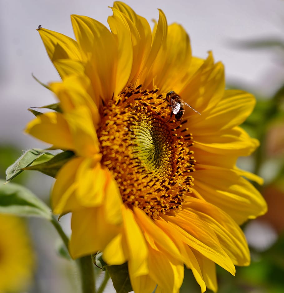 girasol, abeja, abejas, flor, amarillo, verano, soleado, vegetales,  semillas, error | Pxfuel