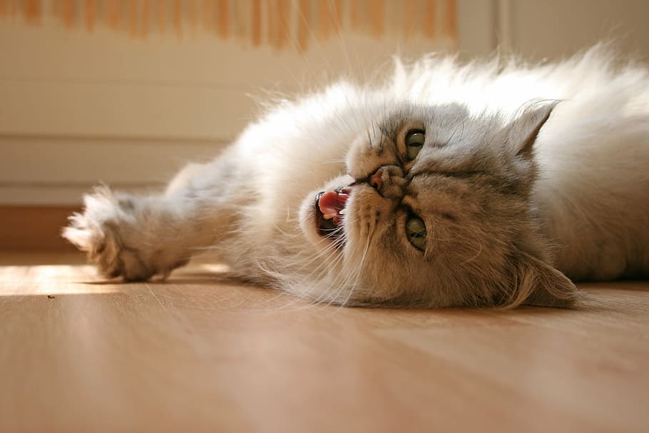 white, cat, lying, floor, domestic cat, chill out, relax, cat's eyes, persians, german longhaired pointer