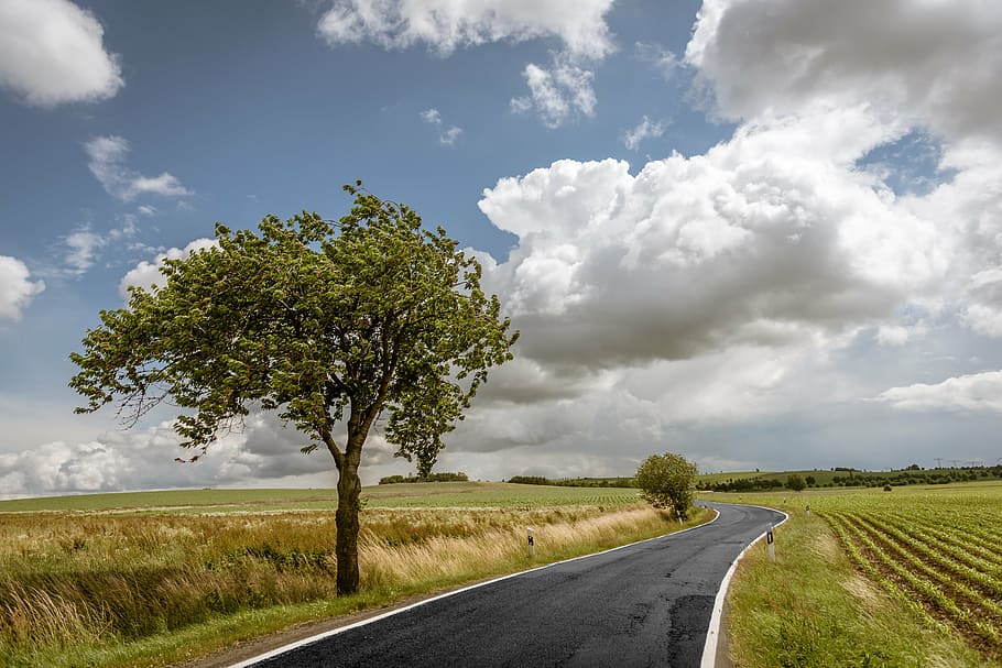 Vacío, gris, carretera de asfalto, arbustos, cielo druing, durante el día, verde, hoja, árbol, al lado