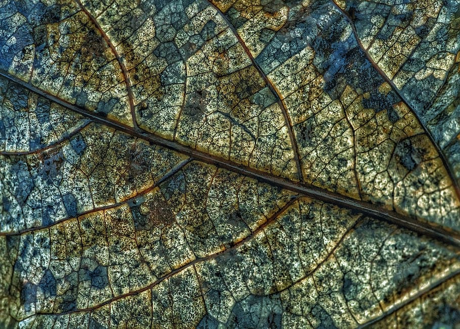 leaf, leaves, fall foliage, structure, rain, moist, weathered, decay, withered, lazy