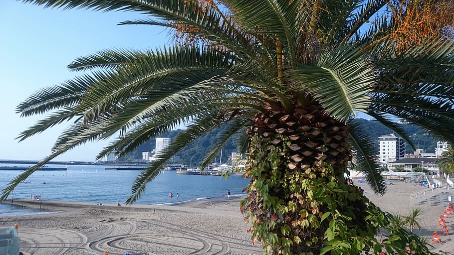 palm, summer vacation, sea, beach, coast, summer, holiday, southern countries, japan, palm tree