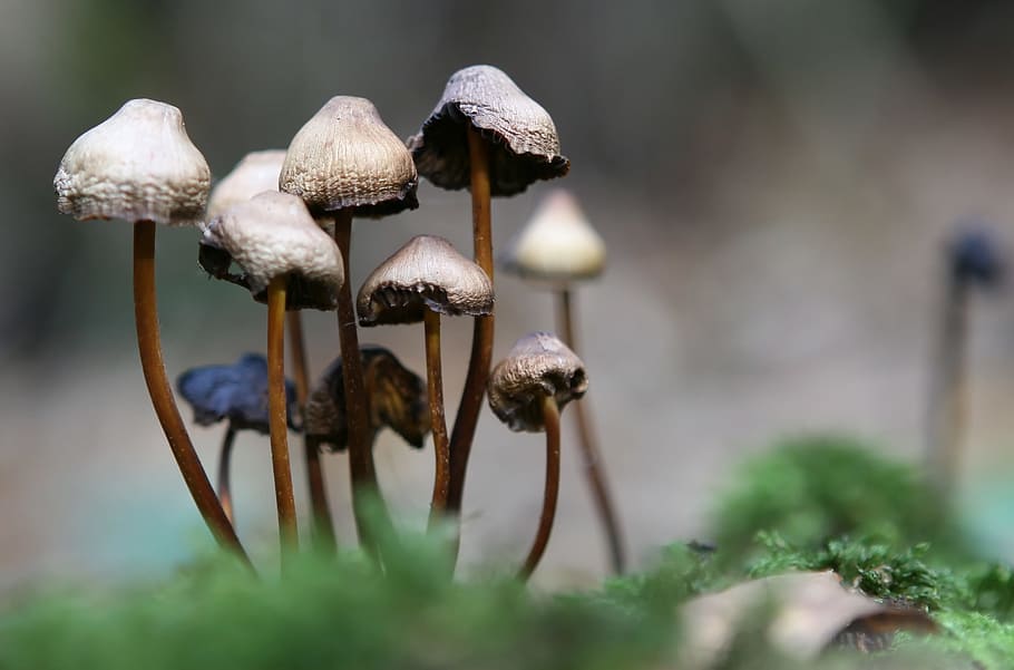 selektif, fokus fotografi, jamur, sendirian, musim gugur, latar belakang, bahaya, berbahaya, narkoba, Inggris