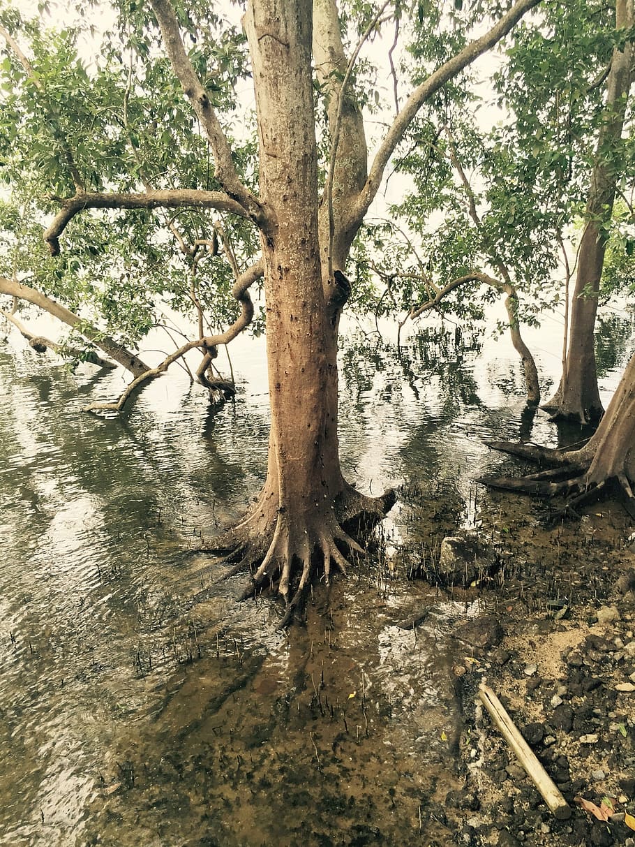 mangrove, swamp, nature, tree, tropical, ecosystem, coast, forest, outdoors, branch