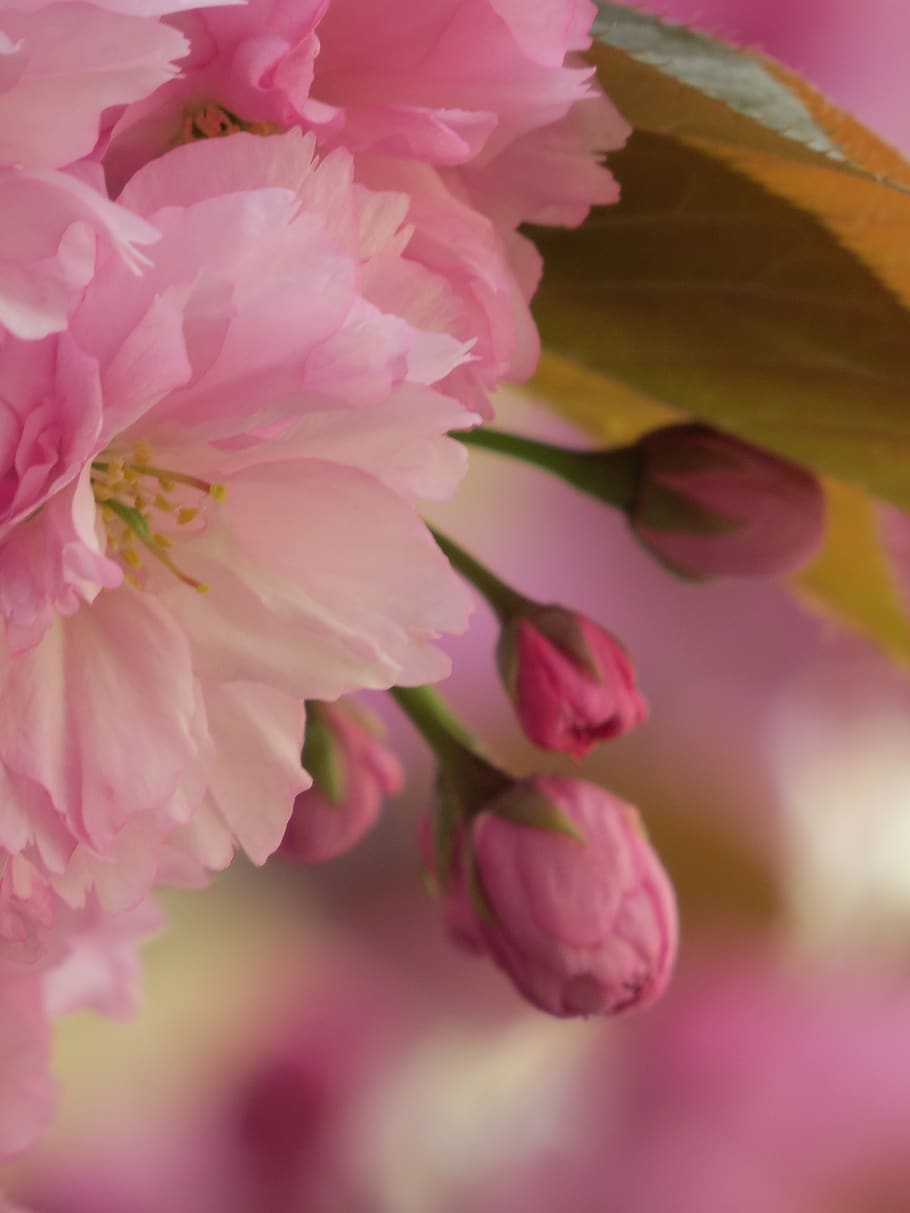 París, primavera, Francia, flores, el exterior, naturaleza, planta  floreciendo, flor, color rosado, planta | Pxfuel