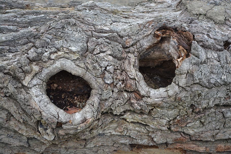 bark wood, nodes, tree, plant, nature, garden, wood, hole, textured, day
