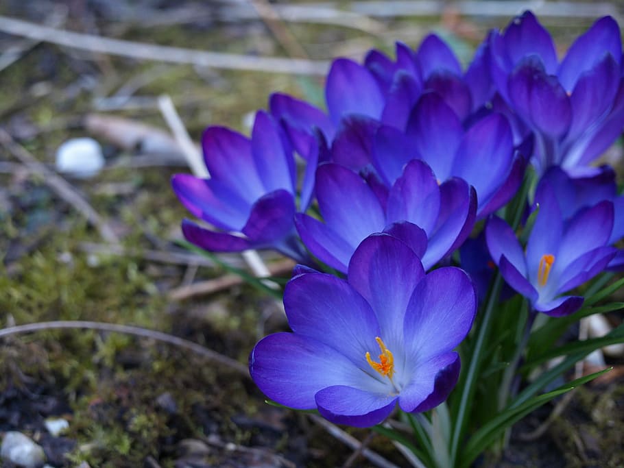 bunga ungu petaled, crocus, musim semi, bunga, tanaman berbunga, tanaman, keindahan di alam, kesegaran, daun bunga, ungu