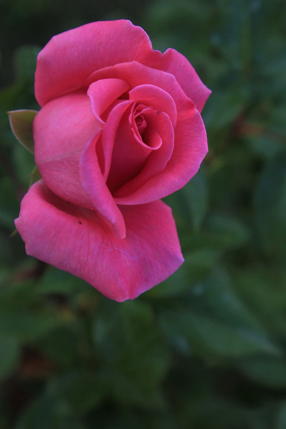 rose, spring, nature, flower, romantic, pink, love, beautiful ...