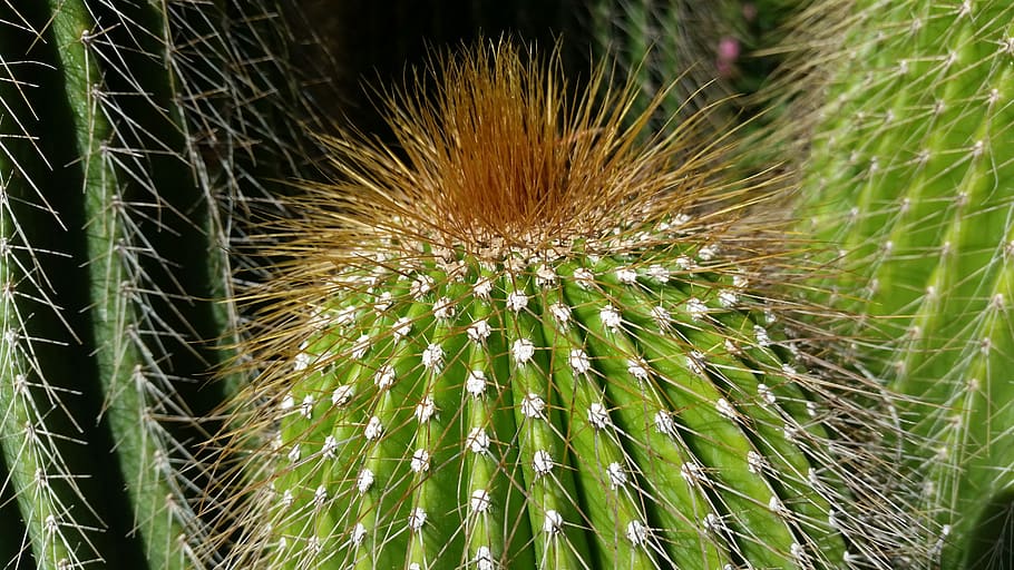 cactus, biology, green, spur, prickly, nature, ecology, environment, grow, plant